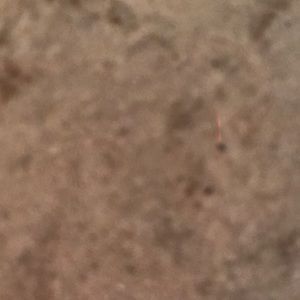 Meet your Posher, Lesley